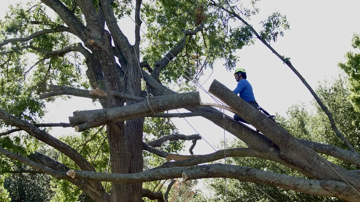 Professional Hazardous Tree Removal performed by certified arborists in Williamsburg